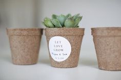 three small potted plants sitting next to each other on a white counter top with a sticker that says let love grow