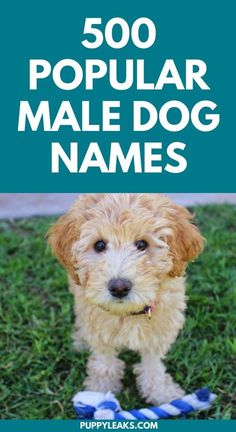 a brown dog standing on top of a green grass covered field with the words, 500 popular male dog names