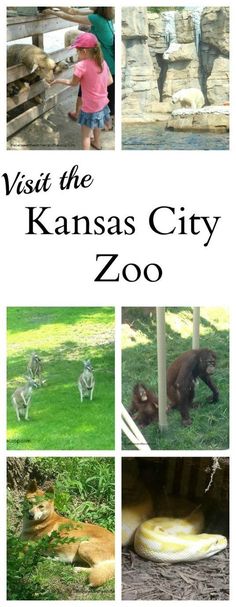 the kansas city zoo with pictures of animals and people in front of it, including an animal