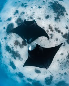 two black and white sting rays swimming in the ocean