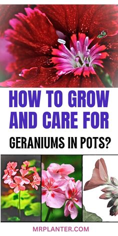 how to grow and care for geraniums in pots? by mrplanter com