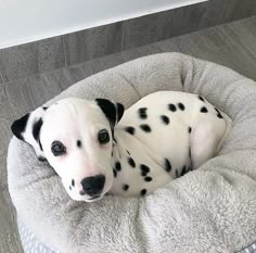 a dalmatian dog is laying in his bed