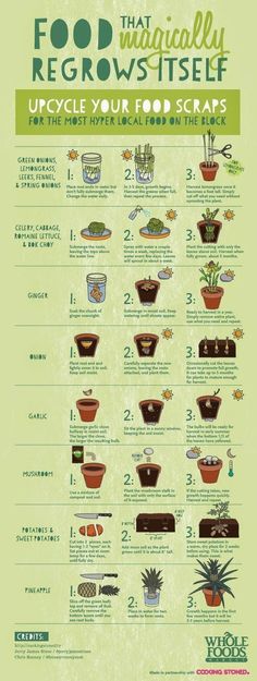 an info poster showing different types of plants