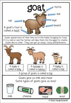 an animal's life cycle worksheet for kids to learn how to use it