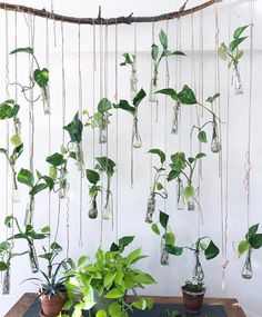 a bunch of plants that are hanging on a wall