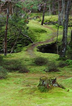 a path in the middle of a forest with moss growing on it's sides