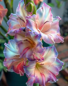 some pink and white flowers in a pot