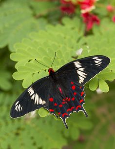 a black and red butterfly sitting on top of green leaves