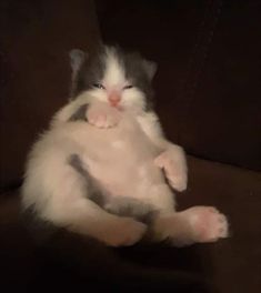 a white and gray cat sitting on top of a brown chair with its paws up