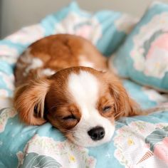 a small brown and white dog laying on top of a bed