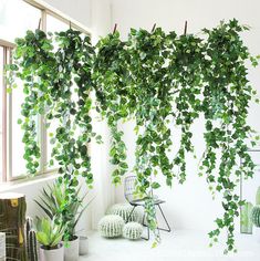 some green plants are hanging from the ceiling