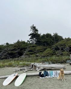 there is a dog sitting on the beach next to surfboards