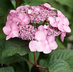 pink flowers with green leaves in the background