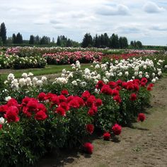 many red and white flowers in a field