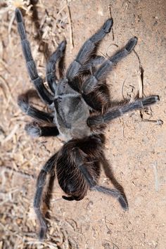 a close up of a spider on the ground