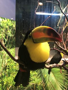 a toucan sitting on a tree branch in front of some plants and trees