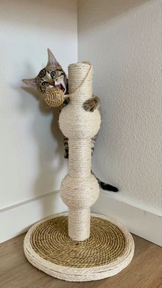 a cat playing with a scratching post on the floor