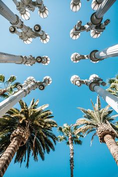 looking up at palm trees and street lamps