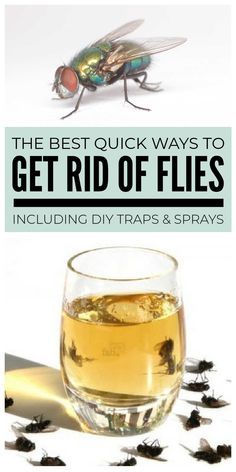 the best quick ways to get rid of flies including diy traps and sprays