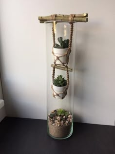 three succulents are placed in the bottom of a glass vase with rope wrapped around them