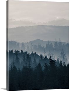 trees in the foreground with mountains in the background and foggy sky above them