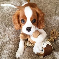 a small brown and white dog holding a stuffed animal