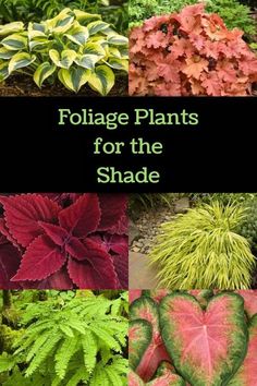 different types of foliage and plants with the words foliage plants for the shade on top