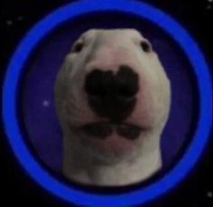 a white dog with a blue ring around it's neck