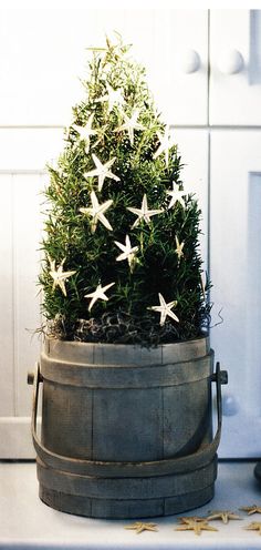 a potted plant with white stars on it