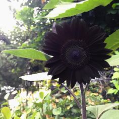 a large black flower sitting on top of a green leaf covered forest filled with lots of trees