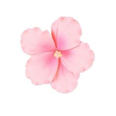 a pink flower on a white background