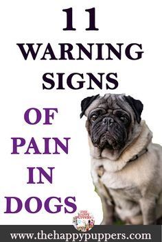 a pug dog sitting in front of a sign that says, 11 warning signs of pain in dogs