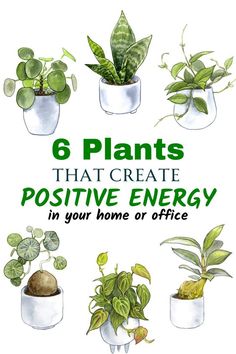 6 plants that create positive energy in your home or office - cover art for postcards