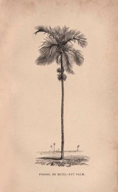 an old drawing of a palm tree