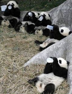 there are many panda bears that are laying on the ground and one is holding something in it's mouth