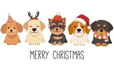 christmas card with cute dogs in hats and scarfs on white background, merry christmas