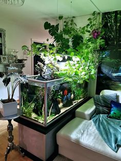 an aquarium with plants in it is sitting on a table next to a couch and chair