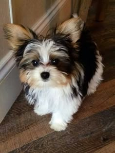 a small dog standing next to a door