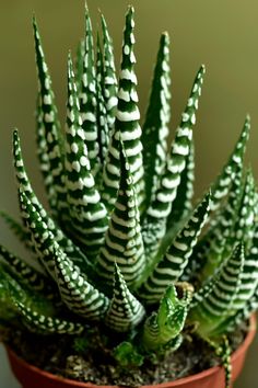 a green and white striped plant in a pot