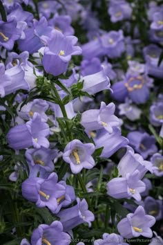 purple flowers are blooming in the garden