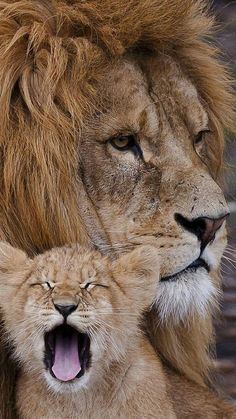 an adult lion with its mouth open next to a baby lion