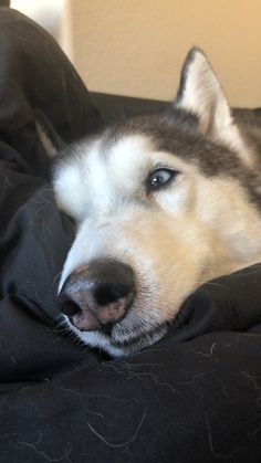 a husky dog laying on top of a black blanket