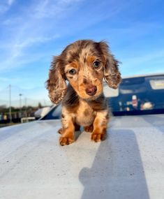 a small brown and black dog sitting on top of a white car roof with blue sky in the background