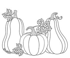 pumpkins and gourds with leaves on the vine line art coloring book page