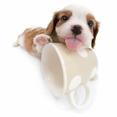 a puppy chewing on a coffee cup with its tongue hanging over it's mouth