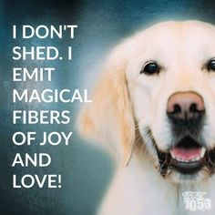 a white dog with its mouth open in front of a sign that says, i don't shed i emit magical fibers of joy and love