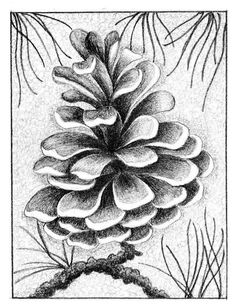 a drawing of a pine cone