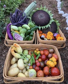 two baskets filled with different types of vegetables