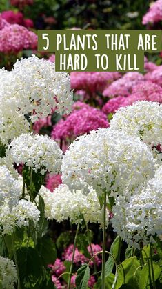 white flowers with the words 5 plants that are hard to kill