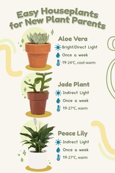 Cop these easy houseplants for new plant parentsBriteProducts LEDgrowlights growlights indoorplants plants indoorgardening Jade Plant Propagation, Inside House Plants, Easy Houseplants, Jade Plant Care, Plant Jungle, Plants For Home, Plant Study